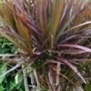 dracena