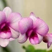 Dendrobium