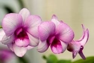 Dendrobium