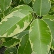 ficus benjamina