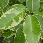 Ficus foglie