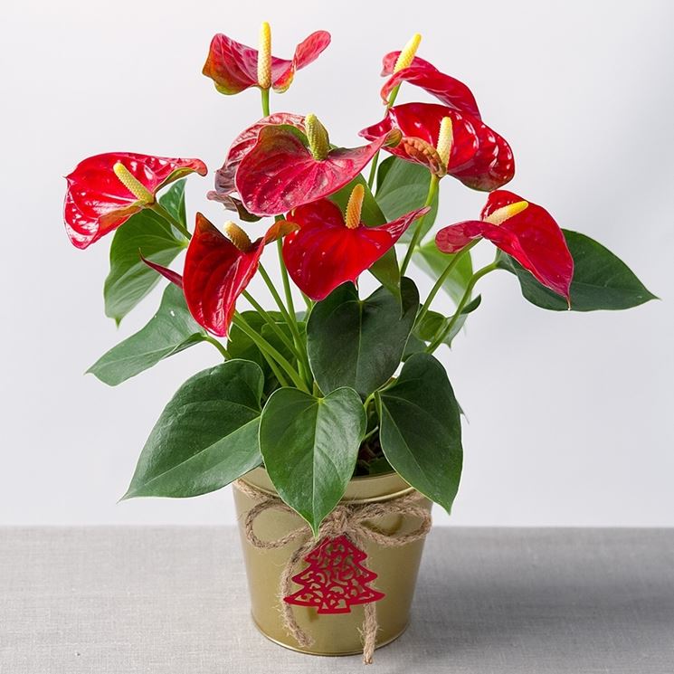 anthurium