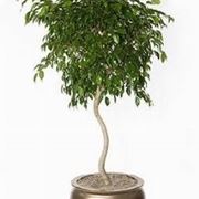 Ficus