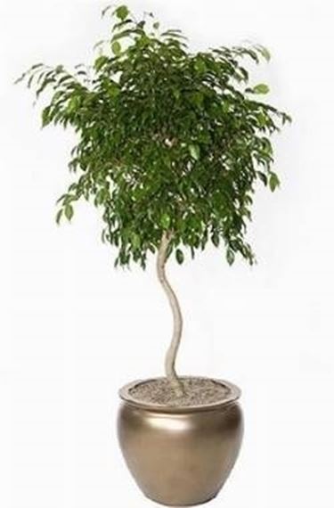 Ficus