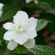 gardenia