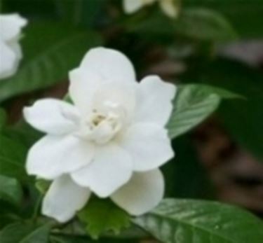 gardenia