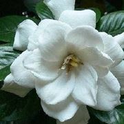 Gardenia