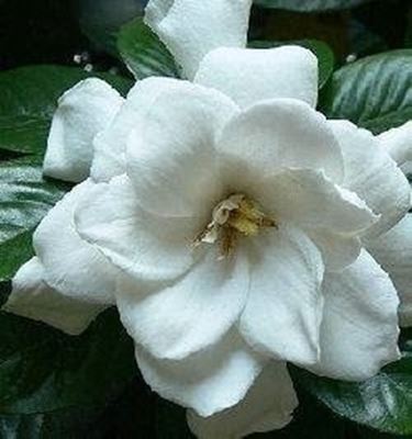 Gardenia