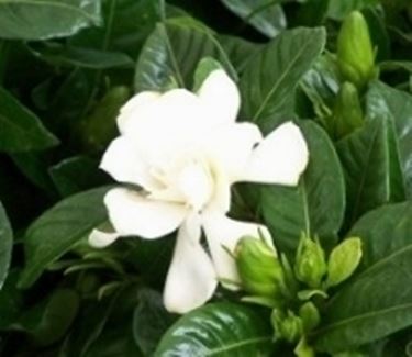 Gardenia