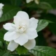 gardenia bianca