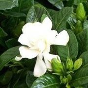 Gardenia