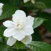 Gardenia