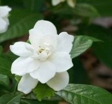 Gardenia