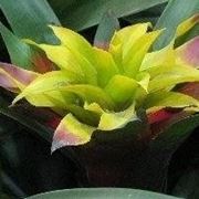 bromeliacea