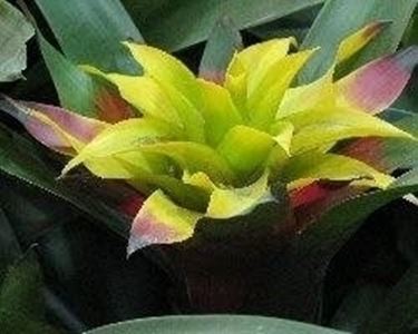 bromeliacea