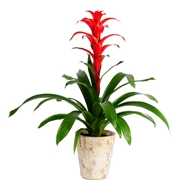 Guzmania