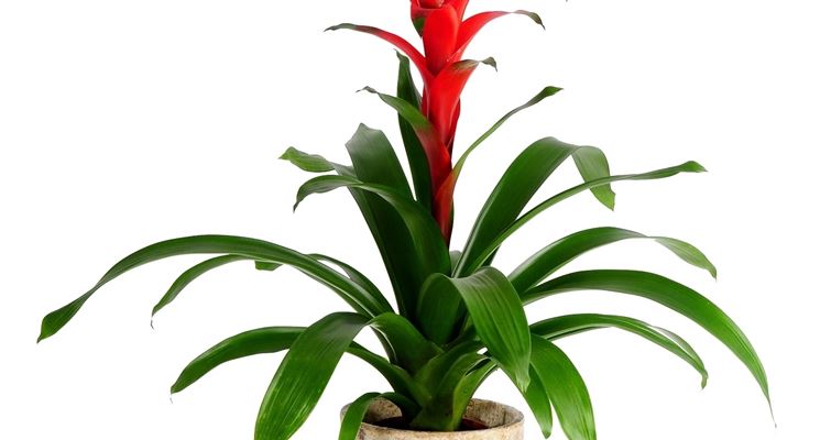 Guzmania Domande E Risposte Piante Appartamento Pianta