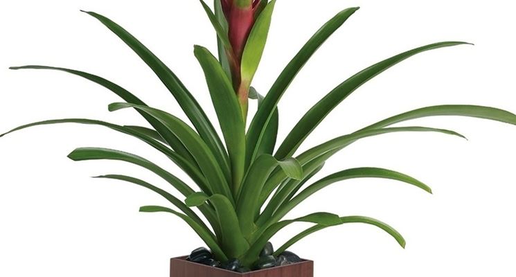 vaso guzmania