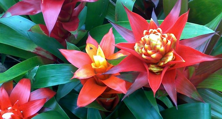 colori guzmania