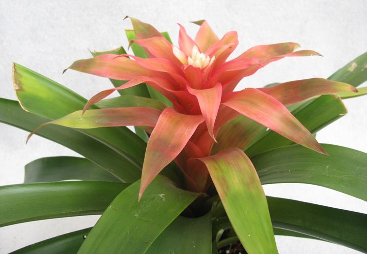 guzmania