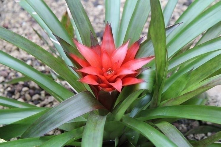 Guzmania lingulata