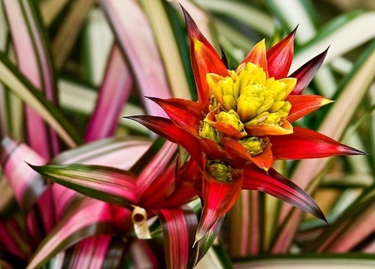 Guzmania musaica