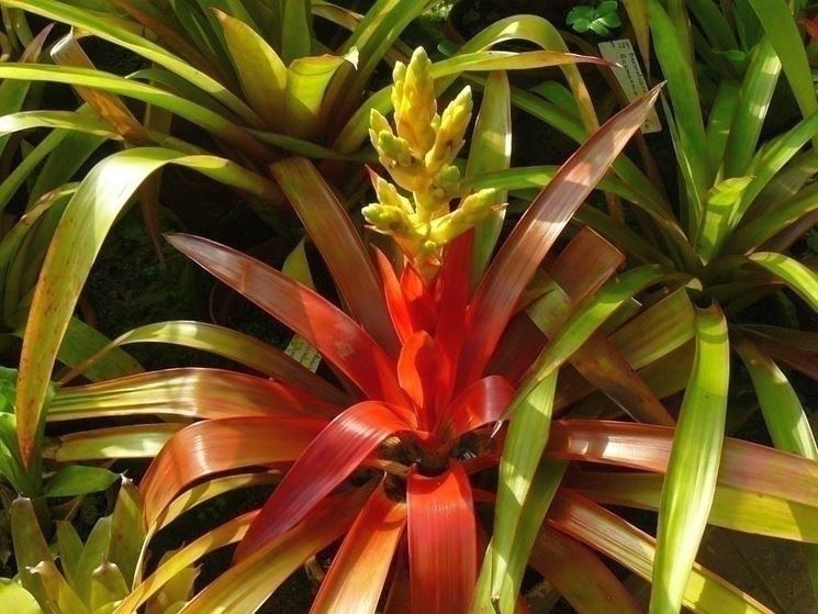 Guzmania zanhii