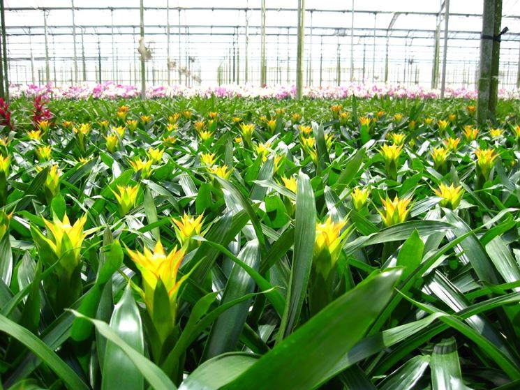 guzmania gialla