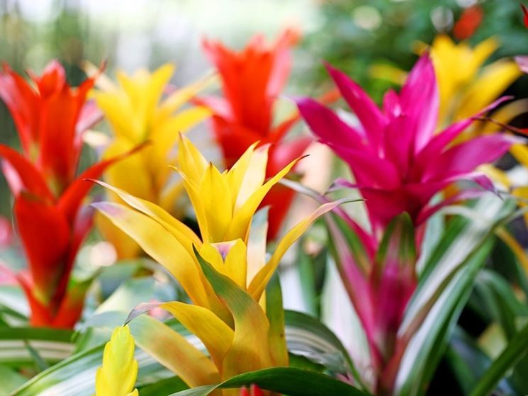 fiori guzmania