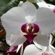Orchidee phalenopsis