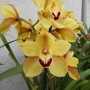 orchidea foglie gialle e molli