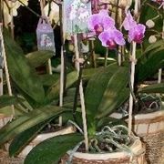 Phalaenopsis