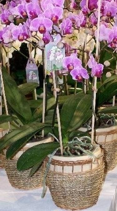 Phalaenopsis