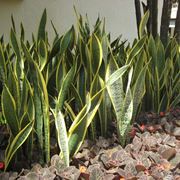 sanseveria