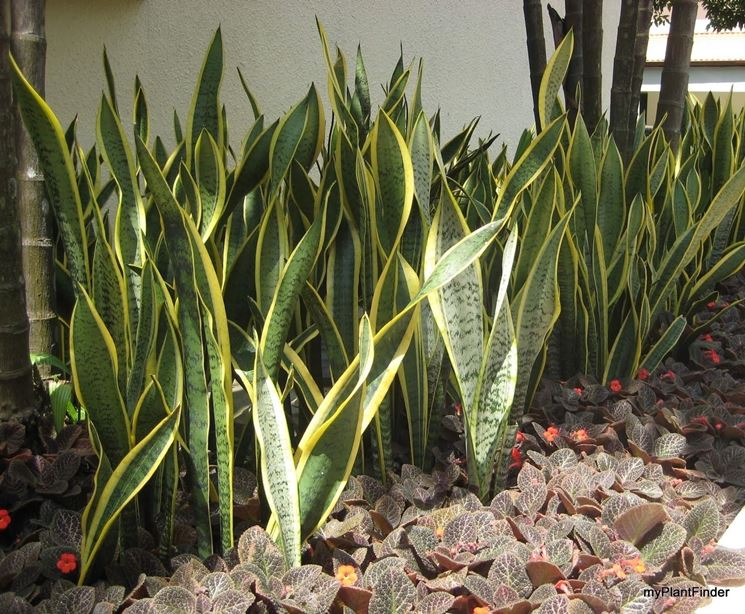 sanseveria