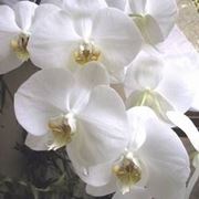 phalaenopsis