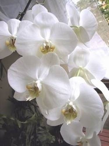 phalaenopsis