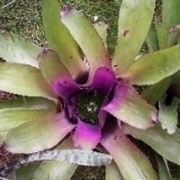 Bromeliacea