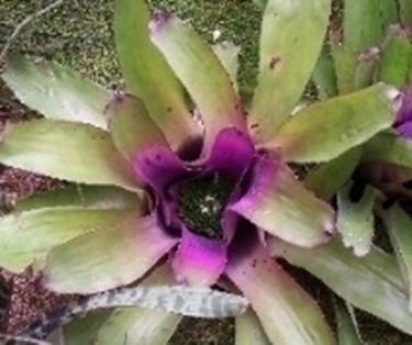 Bromeliacea