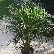 Areca