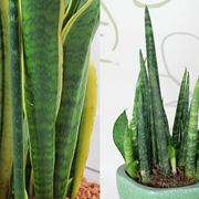 sanseveria