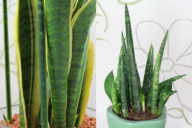 sanseveria