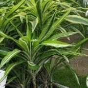 dracena