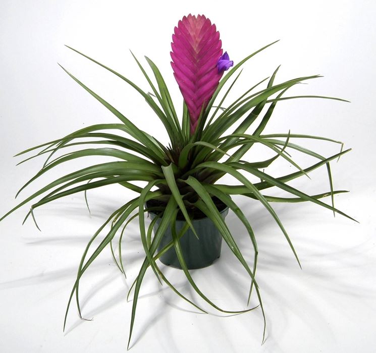 tillandsia