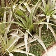 tillandsia