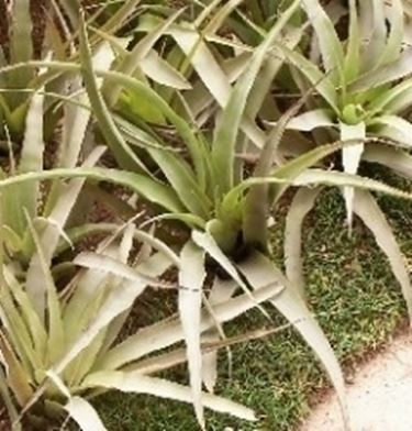 tillandsia