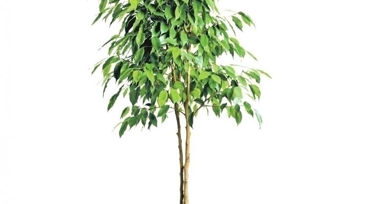 ficus