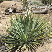 yucca