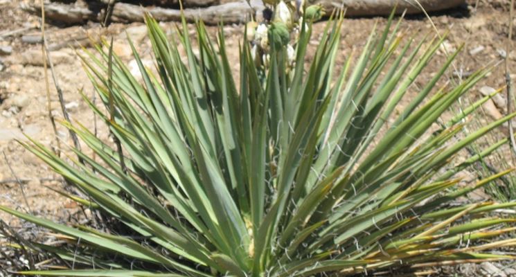 yucca