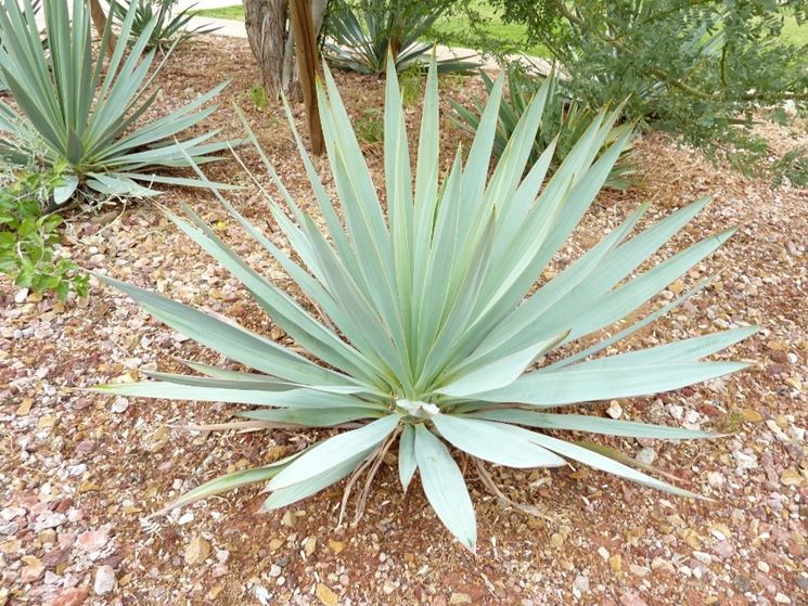 yucca